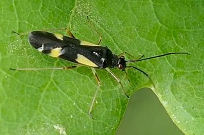 <i>Dryophilocoris flavoquadrimaculatus</i>