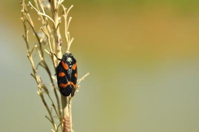 <i>Cercopis sanguinolenta</i>