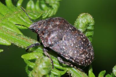 Punaise ponctuée