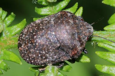 Punaise ponctuée (<i>Psacasta exanthematica</i>)