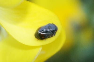 <i>Penthimia nigra</i>