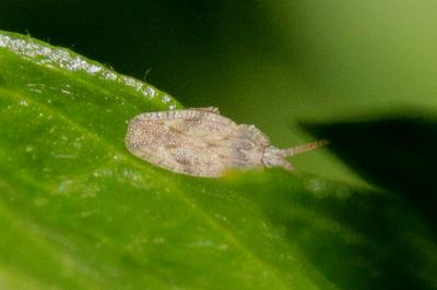 <i>Tingis crispata</i>