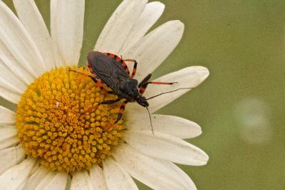 <i>Rhynocoris annulatus</i>