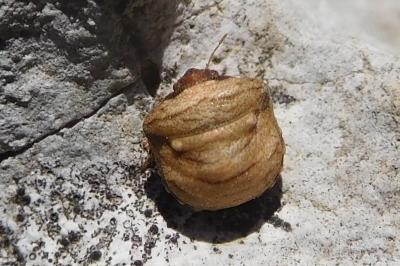 <i>Vilpianus galii</i>