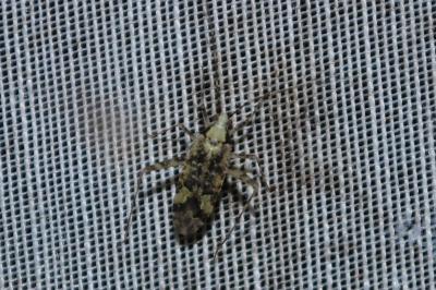 <i>Phytocoris tiliae</i>