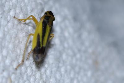 <i>Evacanthus interruptus</i>