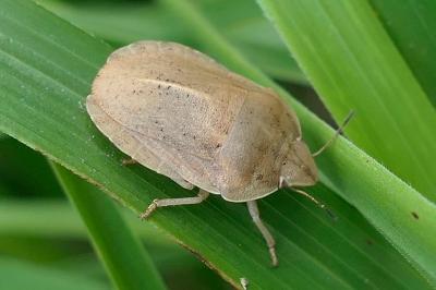 <i>Eurygaster austriaca</i>