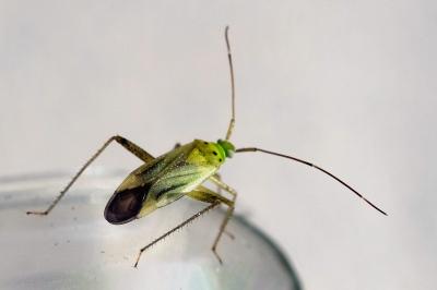 <i>Adelphocoris quadripunctatus</i>