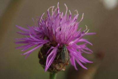 <i>Oncotylus viridiflavus</i>