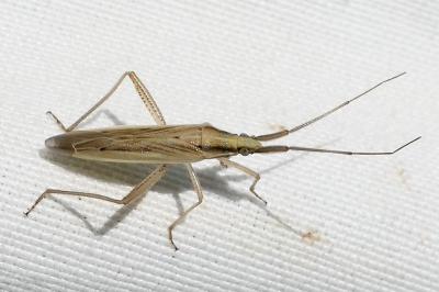 <i>Stenodema laevigata</i>