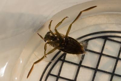 Notonecte glauque