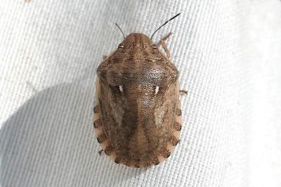 <i>Eurygaster maura</i>