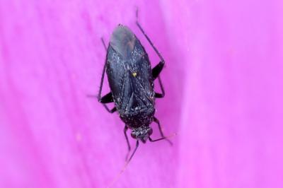 <i>Lepidargyrus ancorifer</i>