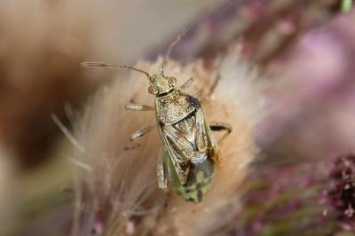 <i>Stictopleurus punctatonervosus</i>