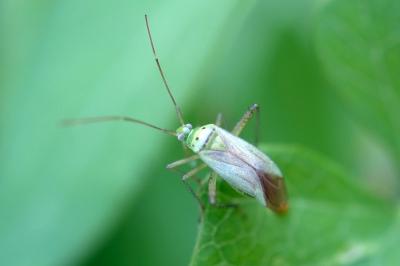 <i>Adelphocoris quadripunctatus</i>