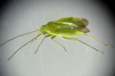 <i>Orthotylus ericetorum</i>