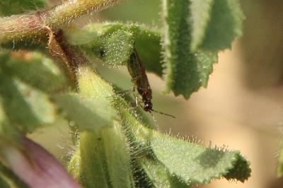 <i>Dicyphus annulatus</i>