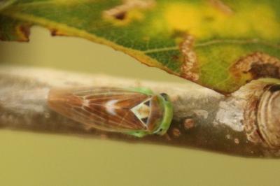 <i>Populicerus populi</i>