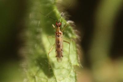 <i>Dicyphus errans</i>