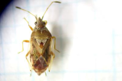 <i>Kleidocerys ericae</i>