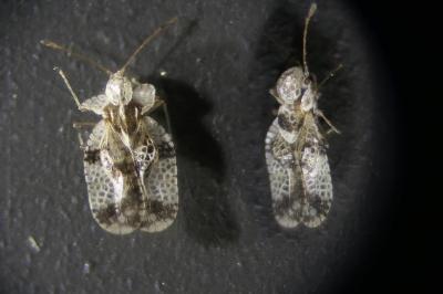 <i>Stephanitis pyri</i>
