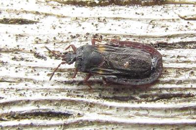<i>Aneurus avenius</i>