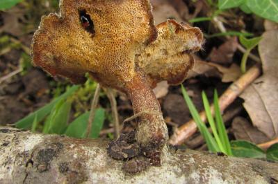 <i>Aradus versicolor</i>