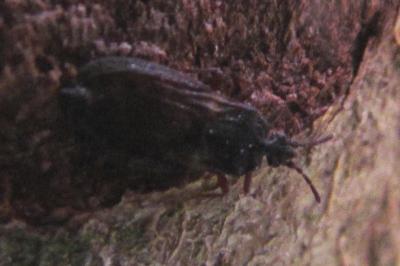 <i>Aneurus avenius</i>