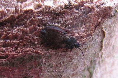 <i>Aneurus avenius</i>