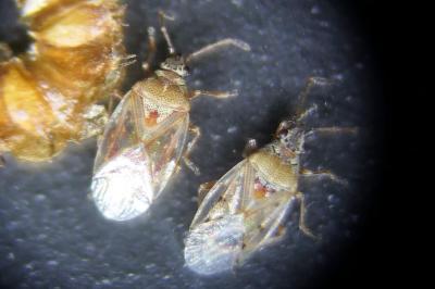 <i>Kleidocerys ericae</i>