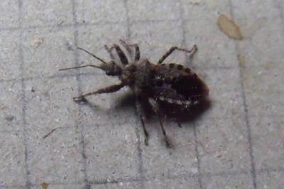 <i>Coranus griseus</i>