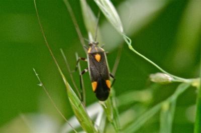 <i>Capsodes flavomarginatus</i>