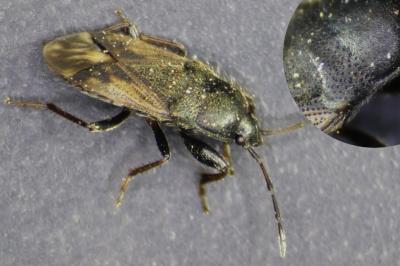<i>Megalonotus emarginatus</i>