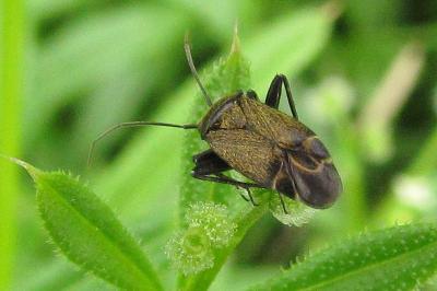 <i>Polymerus nigrita</i>