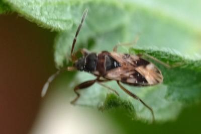 <i>Scolopostethus thomsoni</i>