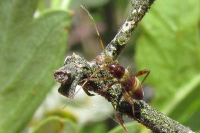 <i>Closterotomus fulvomaculatus</i>