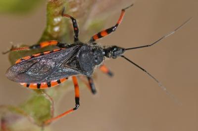 <i>Rhynocoris annulatus</i>