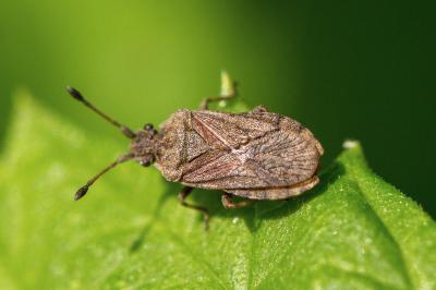 <i>Bathysolen nubilus</i>
