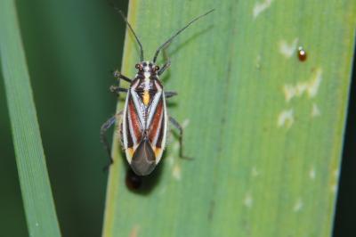 <i>Horistus orientalis</i>