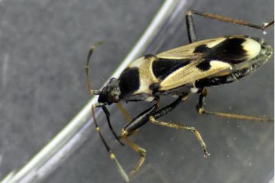 <i>Raglius confusus</i>