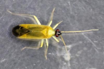 <i>Phylus melanocephalus</i>
