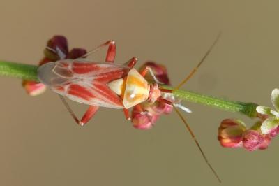<i>Calocoris roseomaculatus</i>