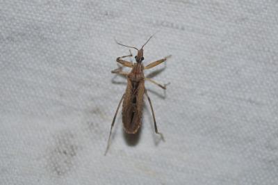 <i>Oncocephalus pilicornis</i>