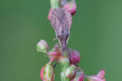 <i>Spathocera lobata</i>