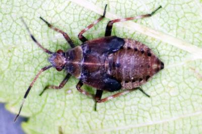 <i>Deraeocoris olivaceus</i>