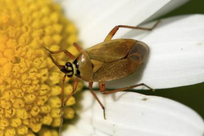<i>Brachycoleus pilicornis</i>