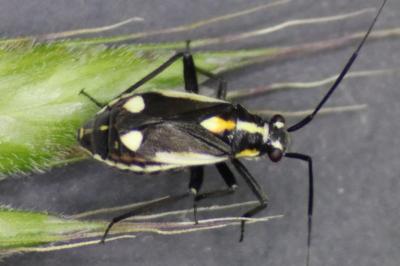 <i>Capsodes sulcatus</i>