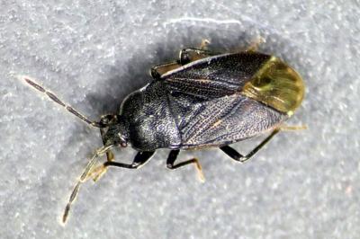 <i>Drymus ryeii</i>