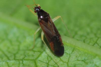 <i>Phylus coryli</i>