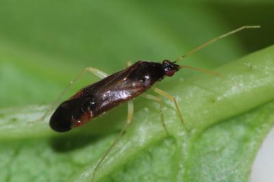 <i>Phylus coryli</i>